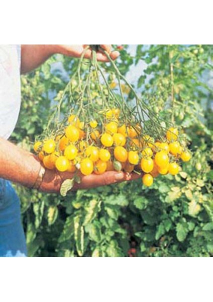 Nadir Ithal Cherry Sarı Domates Tohumu Ekim Seti