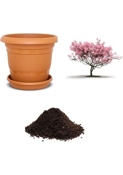 Pembe Manolya Ağacı Tohumu Ekim Seti