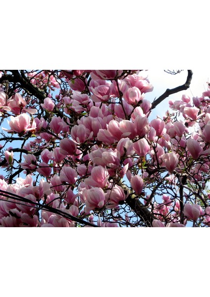 Pembe Manolya Ağacı Tohumu Ekim Seti fiyatları