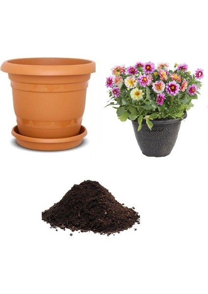 Karışık Dahlia Çiçeği Tohumu Ekim Seti
