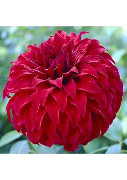 Karışık Dahlia Çiçeği Tohumu Ekim Seti fırsatları