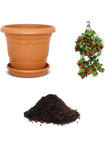 Nadir Yediveren Saksılık Çilek Tohumu Ekim Seti