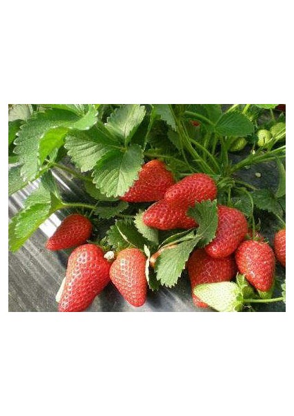 Nadir Yediveren Saksılık Çilek Tohumu Ekim Seti fiyatları