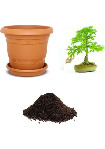 Ithal Meşe Bonsai Ağacı Tohumu Ekim Seti