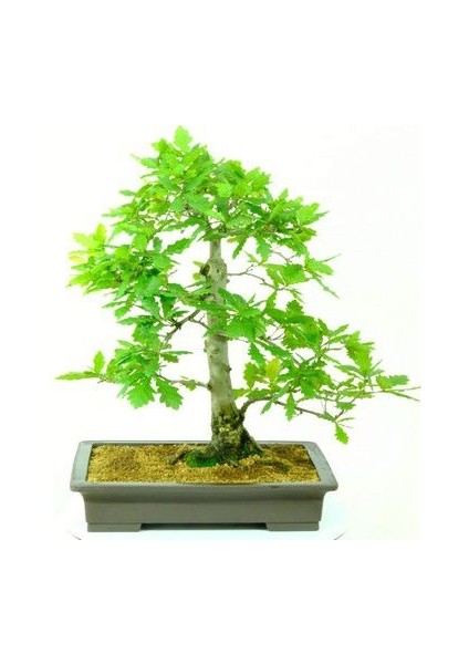 Ithal Meşe Bonsai Ağacı Tohumu Ekim Seti fiyatları