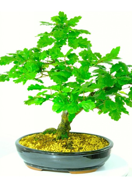 Ithal Meşe Bonsai Ağacı Tohumu Ekim Seti modelleri