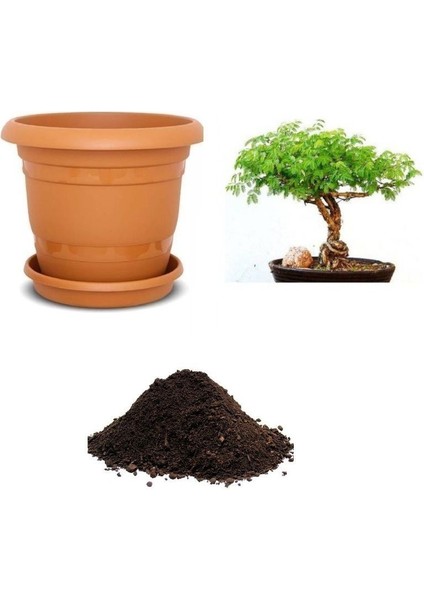 Ithal Gümüş Akasya Bonsai Ağacı Tohumu Ekim Seti