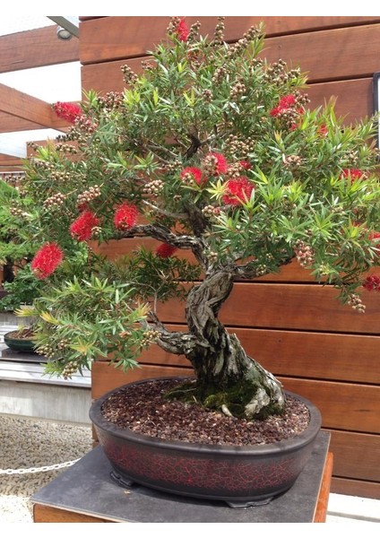 Nadir Ithal Callistemon Bonsai Ağacı Tohumu Ekim Seti