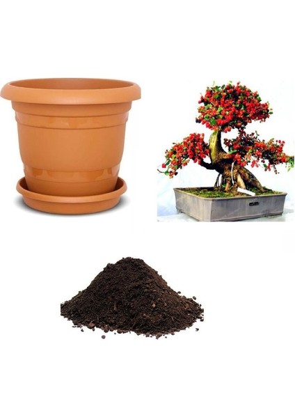Karadut Bonsai Tohumu Ekim Seti