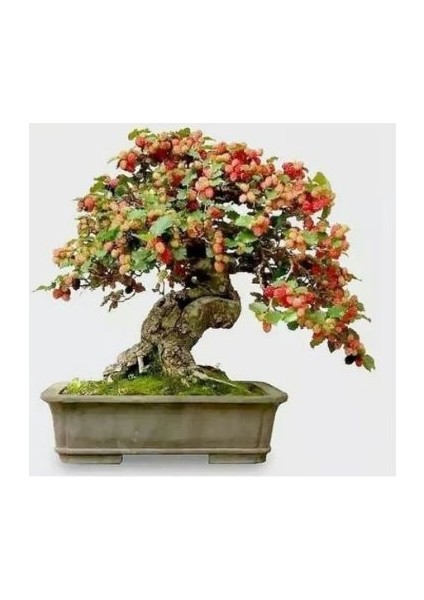 Karadut Bonsai Tohumu Ekim Seti fiyatları