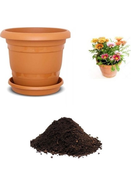 Nadir Gazania Çiçeği Tohumu Ekim Seti
