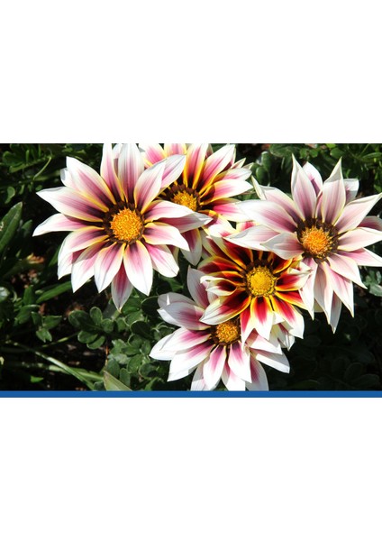 Nadir Gazania Çiçeği Tohumu Ekim Seti fiyatları