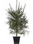 Yeşil Ladin Çam Fidanı 70-90 cm (Tüplü)) 1