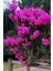 Mor Oya Ağacı Hint Leylağı Yavru Fidan 50-80CM 1