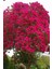 Kırmızı Oya Ağacı Fidanı 1. Kalite 60 90 cm 1