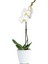 Phalaenopsis Liona Tek Dallı Beyaz Orkide 1
