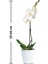 Phalaenopsis Liona Tek Dallı Beyaz Orkide 3