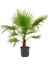 Washingtonia Robusta Palmiye Ağacı Tohumu Ekim Seti 2