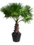 Washingtonia Robusta Palmiye Ağacı Tohumu Ekim Seti 3