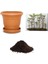 Ithal Japon Kavağı Bonsai Tohumu Ekm Seti 1