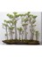 Ithal Japon Kavağı Bonsai Tohumu Ekm Seti 2