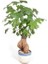 Ithal Japon Kavağı Bonsai Tohumu Ekm Seti 3
