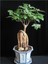 Ithal Japon Kavağı Bonsai Tohumu Ekm Seti 4