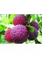 Ithal Tropikal Myrica Rubra Tohumu Ekim Seti 2