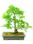 Ithal Meşe Bonsai Ağacı Tohumu Ekim Seti 2