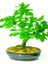 Ithal Meşe Bonsai Ağacı Tohumu Ekim Seti 3