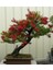 Nadir Ithal Callistemon Bonsai Ağacı Tohumu Ekim Seti 2