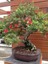 Nadir Ithal Callistemon Bonsai Ağacı Tohumu Ekim Seti 3