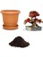 Karadut Bonsai Tohumu Ekim Seti 1