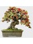 Karadut Bonsai Tohumu Ekim Seti 2