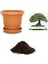 Ithal Kırmızı Alıç Bonsai Ağacı Tohumu Ekim Seti 1