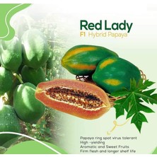 İstanbul Tropikal Naturel Tüplü Green Star Özel Üretim Papaya Fidanı (80-120 Cm)