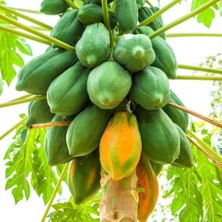 İstanbul Tropikal Naturel Tüplü Green Star Özel Üretim Papaya Fidanı (80-120 Cm)