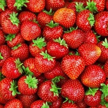 Ucuzluk Diyarı 51 Adet Karme Çilek Fidesi Kokolu Açık Köktür