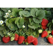 Ucuzluk Diyarı 91 Adet Palamor Çilek Fidesi Kokolu Açık Köktür