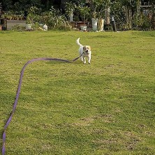 BDZ Mall Köpek Eğitimi Kurşun Tasma, 32FT / 10M Uzun Naylon Eğitim Köpek Tasma Pet Izleme Eğitim Obedience (Yurt Dışından)