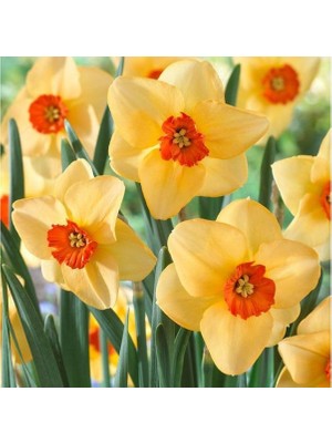 Nandina Botanik 3 Adet Yoğun Kokulu Nergis Çiçek Soğanı  (NERGIZ)-KOD55