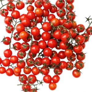 Paşa Tohumculuk Domates Cherry (Çeri) Tohumu 100 Tohum - (100+ Adet Tohum) Paşa Tohumculuk Balıkesir