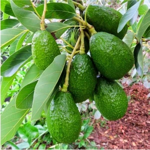 Aşılı Saksıda  Fuerte Avokado(Sinirli Stok) 4 Yaş Boy 60-90 Cm