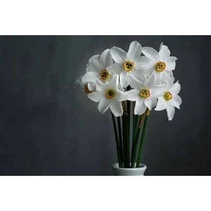 Nandina Botanik 5 Adet Yoğun Kokulu Nergis Çiçek Soğanı  (NERGIZ)-KOD79