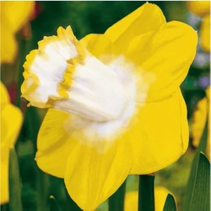 Nandina Botanik 3 Adet Yoğun Kokulu Nergis Çiçek Soğanı  (Narcissus Longispathus)-Kod9