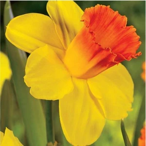 Nandina Botanik 5 Adet Yoğun Kokulu Nergis Çiçek Soğanı  (Narcissus LONGISPATHUS)-KOD87