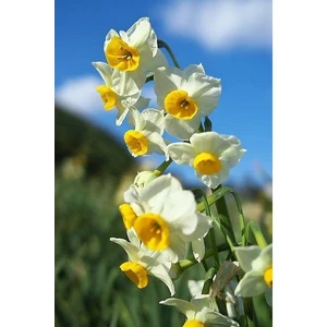 Nandina Botanik 3 Adet Yoğun Kokulu Nergis Çiçek Soğanı  (Narcissus Tazetta-Çin NERGISI)-KOD15