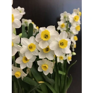 Nandina Botanik 5 Adet Yoğun Kokulu Nergis Çiçek Soğanı  (Narcissus Tazetta-Çin NERGISI)-KOD89