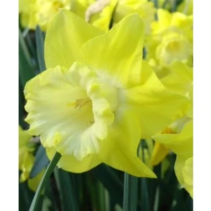 Nandina Botanik 5 Adet Yoğun Kokulu Nergis Çiçek Soğanı  (Narcissus LONGISPATHUS)-KOD93