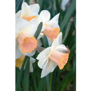 Nandina Botanik 3 Adet Yoğun Kokulu Nergis Çiçek Soğanı  (Narcissus Longispathus)-Kod1
